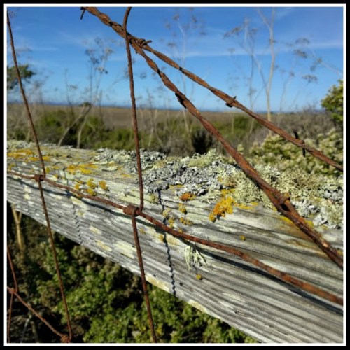 lichen-wire