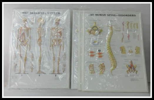 anatomy-charts