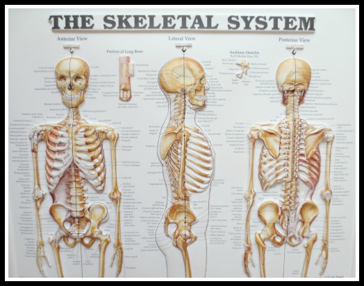blog-skeleton-posters