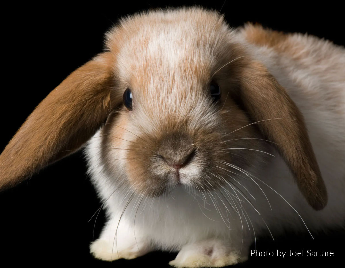 A Bunny Tale – Hunting for Vintage